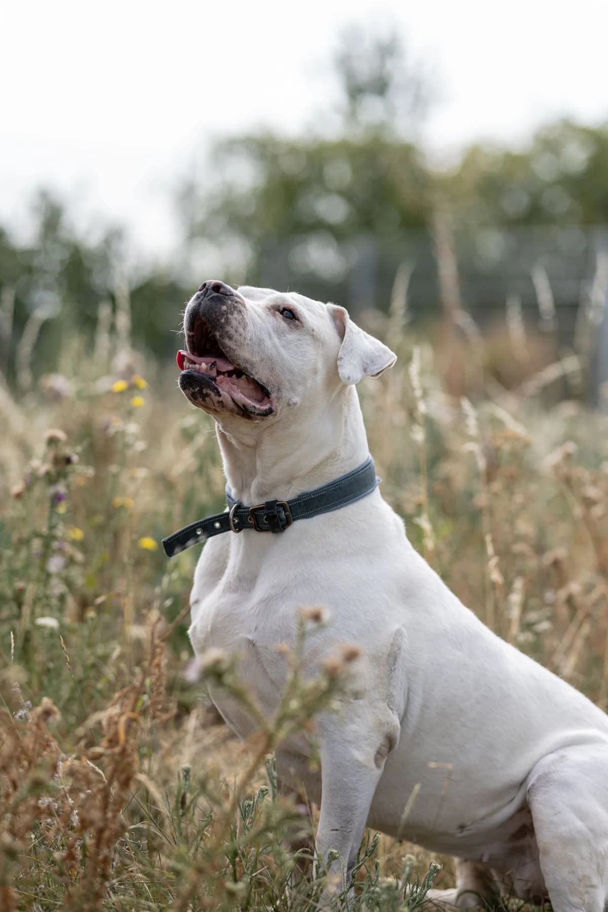 Mara, female senior Dogo Argentino for adoption at Tierheim Ternitz, Ternitz