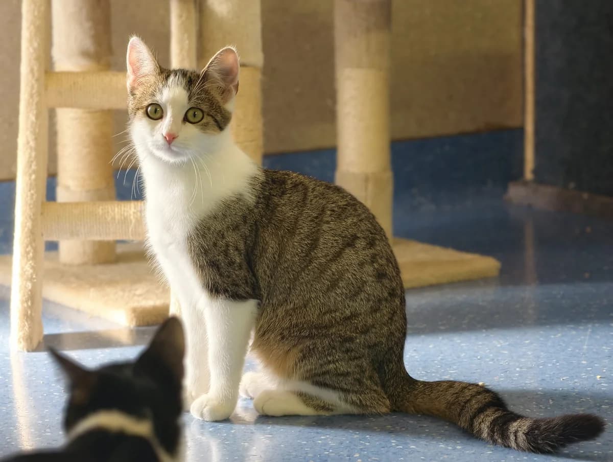 May, female puppy Mixed Breed Cat for adoption at Tierheim Ternitz, Ternitz