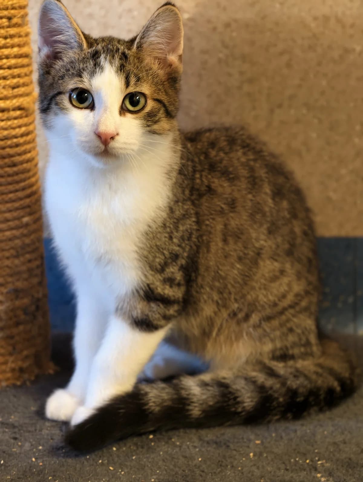 Melody und Cooper, puppy Mixed Breed Cat for adoption at Tierheim Ternitz, Ternitz