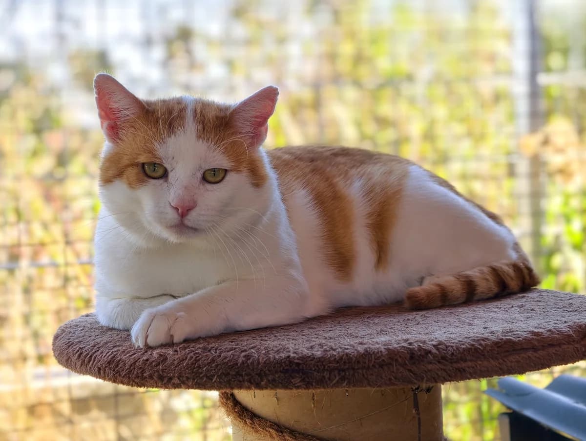 Otto, male 6yo Mixed Breed Cat for adoption at Tierheim Ternitz, Ternitz