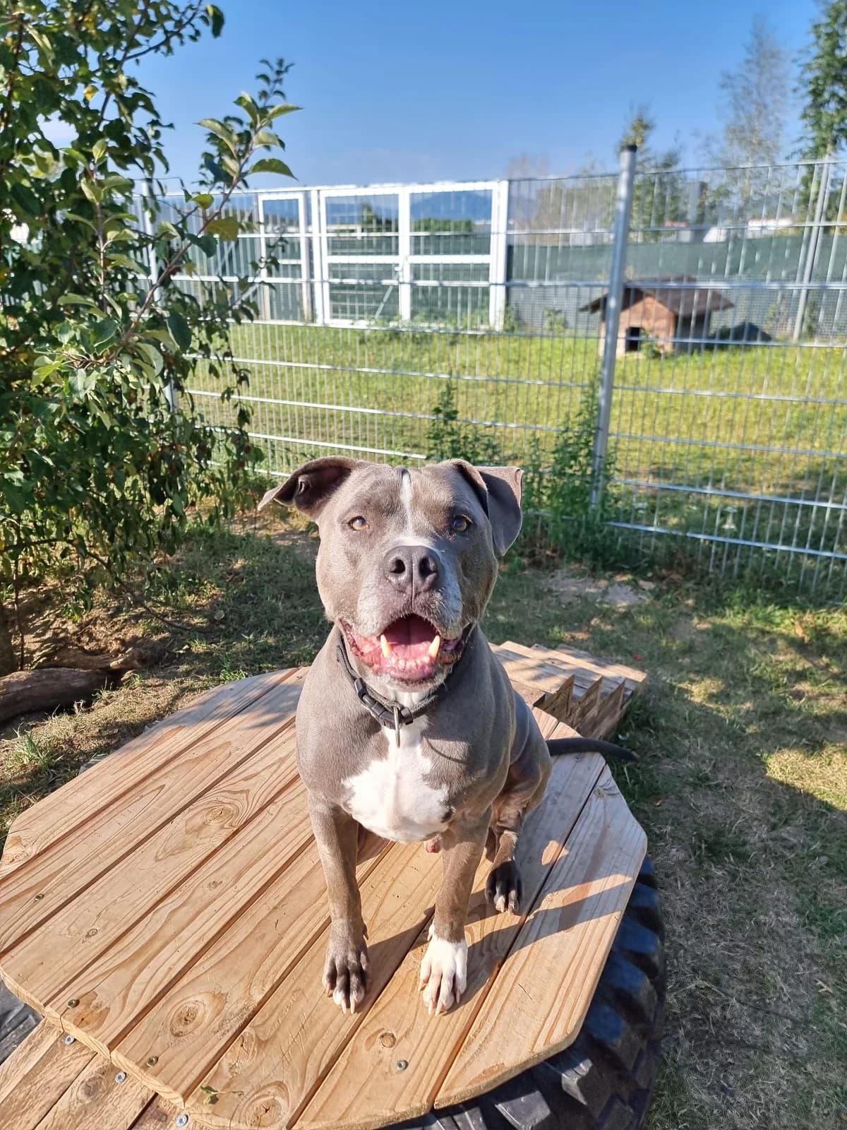 Pablo, male 7yo Mixed Breed for adoption at Tierheim Ternitz, Ternitz