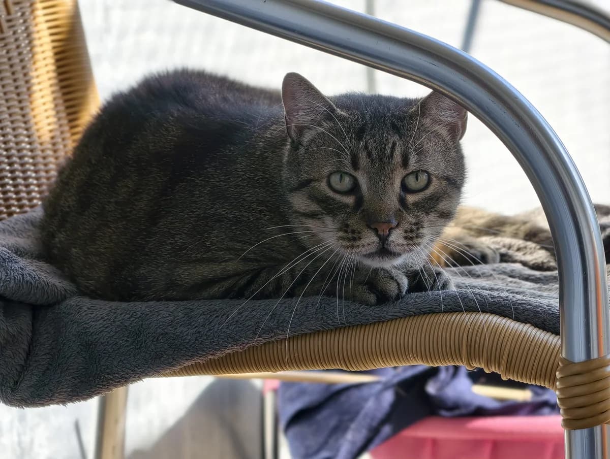 Pauli, male senior Mixed Breed Cat for adoption at Tierheim Ternitz, Ternitz