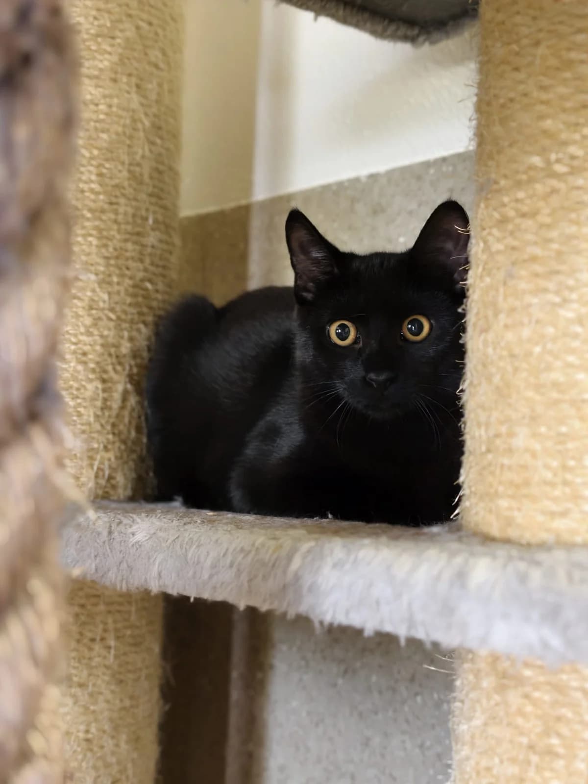 Rick und Morticia, puppy Mixed Breed Cat for adoption at Tierheim Ternitz, Ternitz