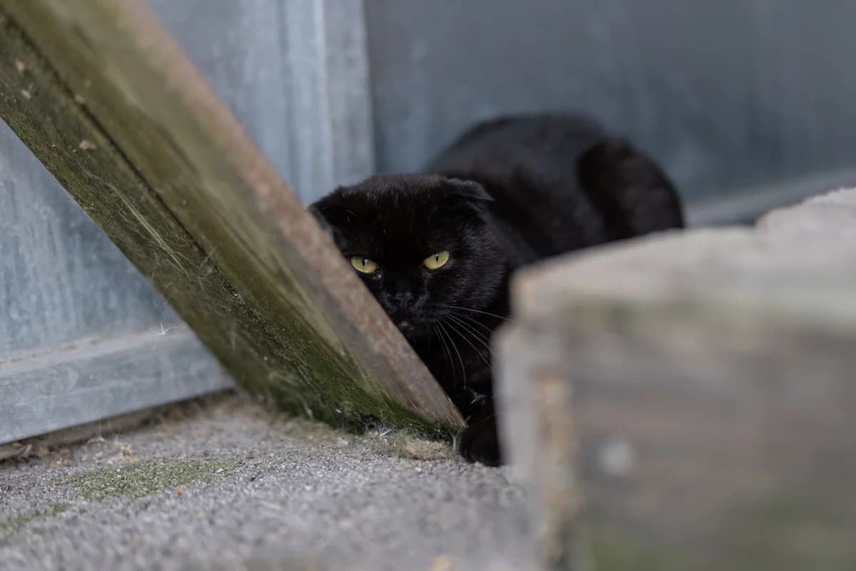 Rudolf und Gigi, male young Mixed Breed Cat for adoption at Tierheim Ternitz, Ternitz