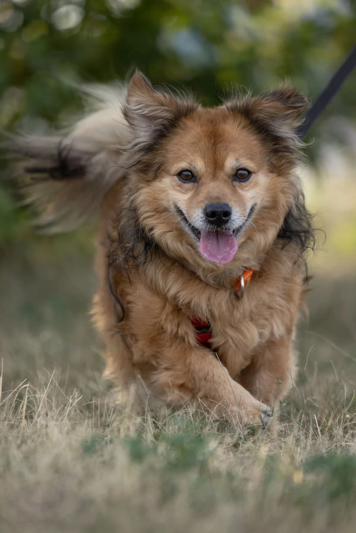Sami, male senior Mixed Breed for adoption at Tierheim Ternitz, Ternitz