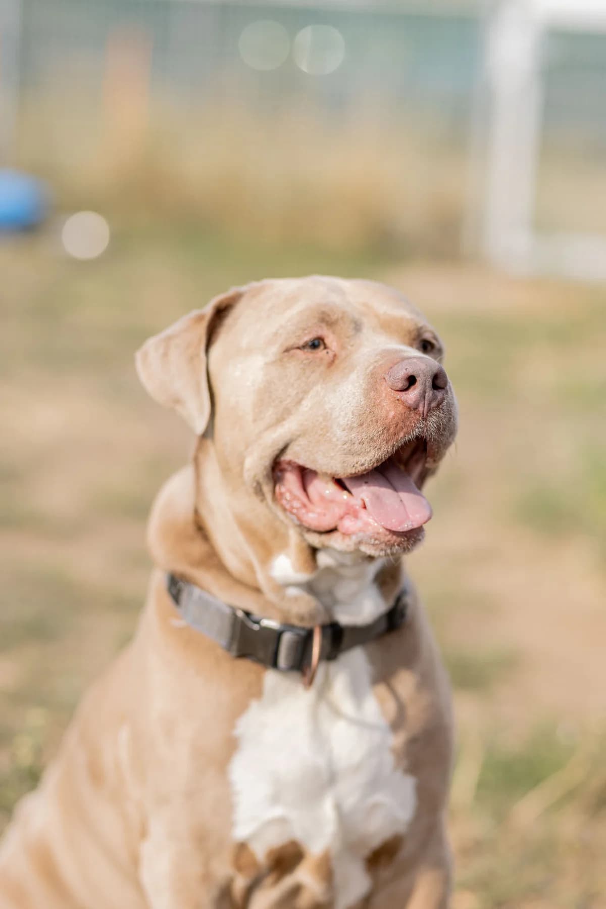 Zeus, male senior Mixed Breed for adoption at Tierheim Ternitz, Ternitz