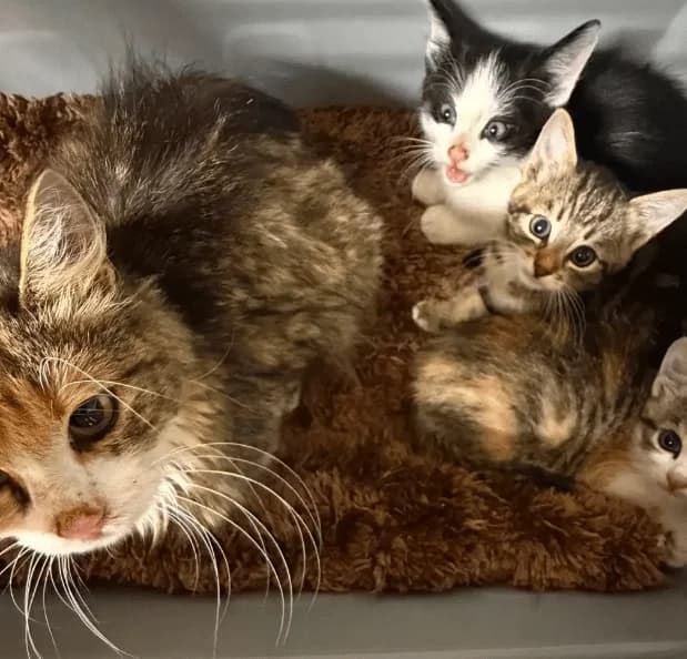 Calla mit Ihren Babys Brownie und Bruno, puppy Mixed Breed Cat for adoption at Tierheim Theo, Theo