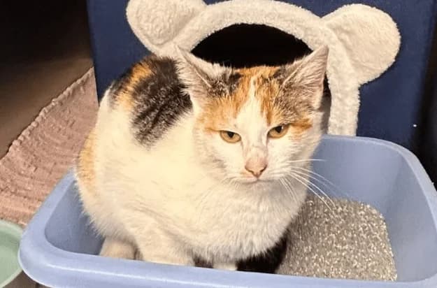 Candy, female puppy Mixed Breed Cat for adoption at Tierheim Theo, Theo
