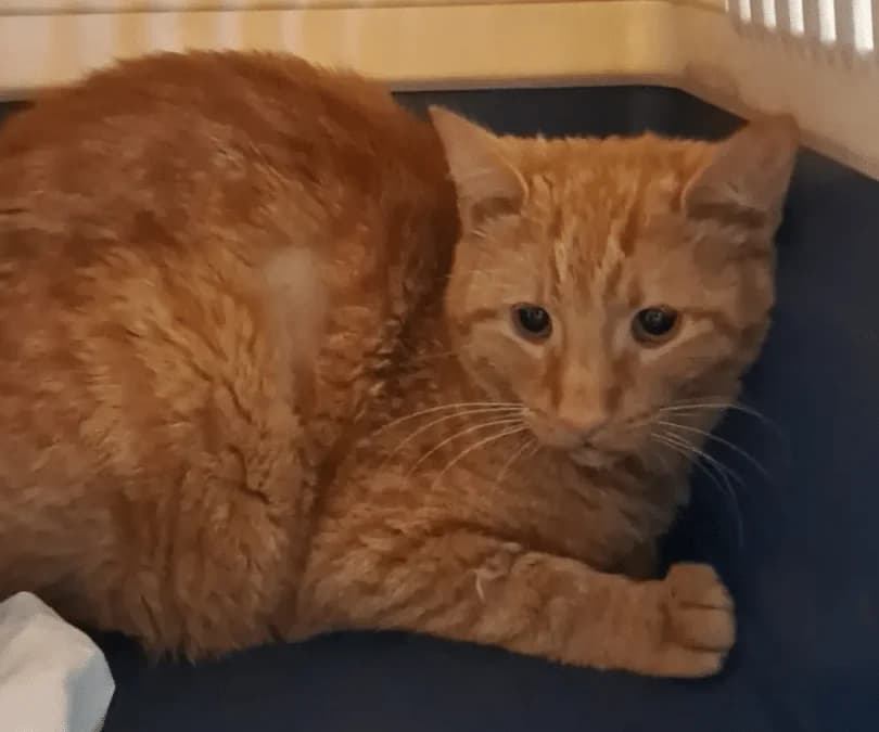 Elwood, male puppy Mixed Breed Cat for adoption at Tierheim Theo, Theo