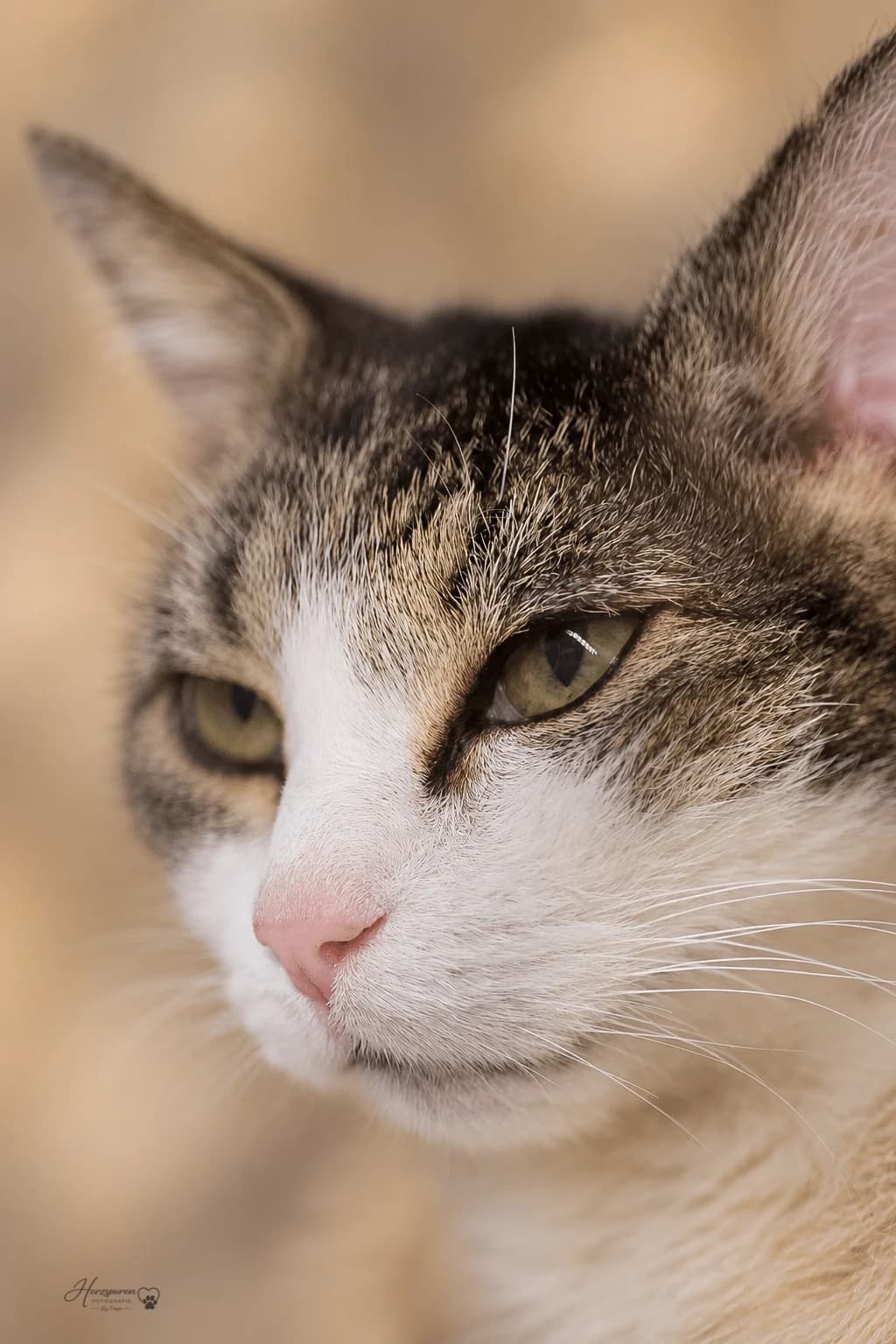 Emilia, female puppy Mixed Breed Cat for adoption at Tierheim Theo, Theo