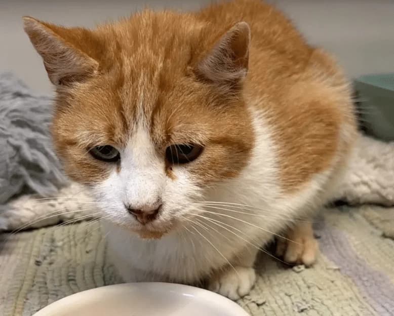 Garfield, male puppy Mixed Breed Cat for adoption at Tierheim Theo, Theo