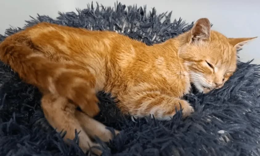 Hendrik, puppy Mixed Breed Cat for adoption at Tierheim Theo, Theo