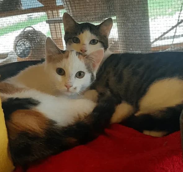 Sally, Little S und Casper, puppy Mixed Breed Cat for adoption at Tierheim Theo, Theo