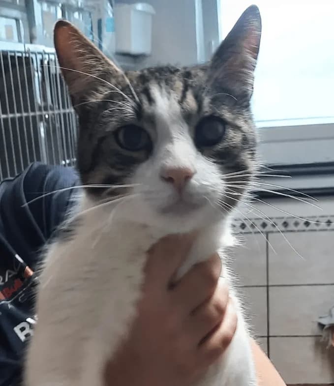 Stuart, male puppy Mixed Breed Cat for adoption at Tierheim Theo, Theo