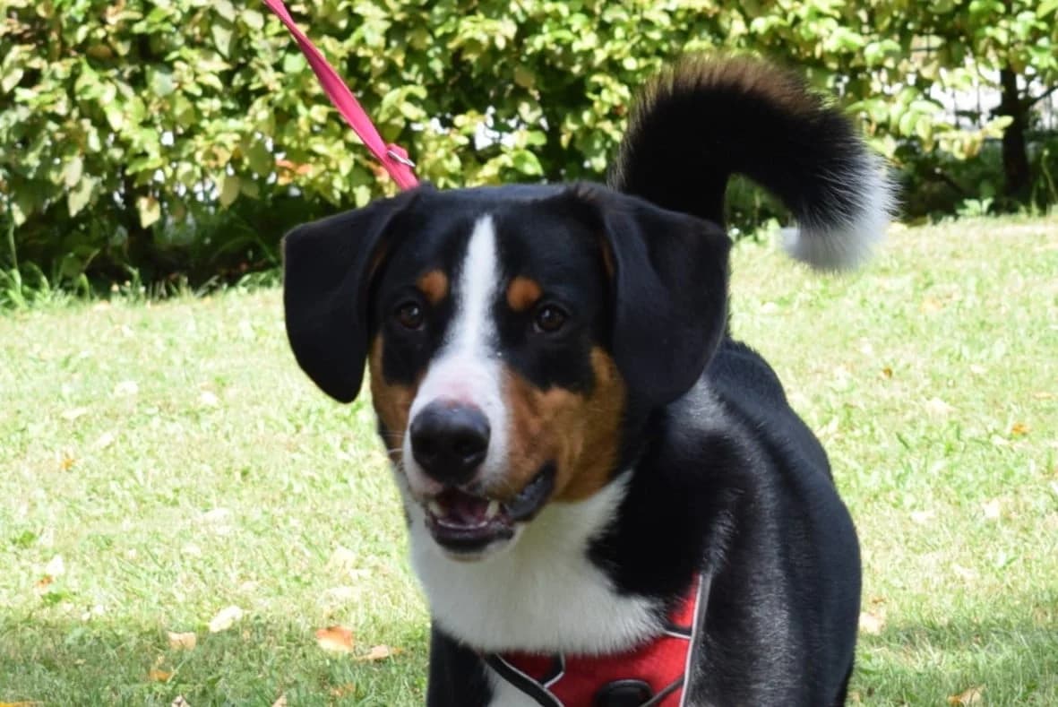 Buddy, tricolor male young Mixed Breed for adoption at Kärntner Tierschutzverein Villach, Villach