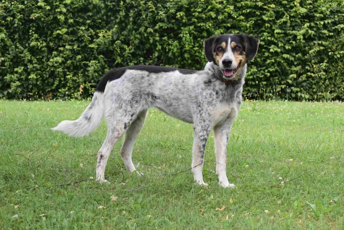 Emmi, weiß-schwarz female 6yo Mixed Breed for adoption at Kärntner Tierschutzverein Villach, Villach