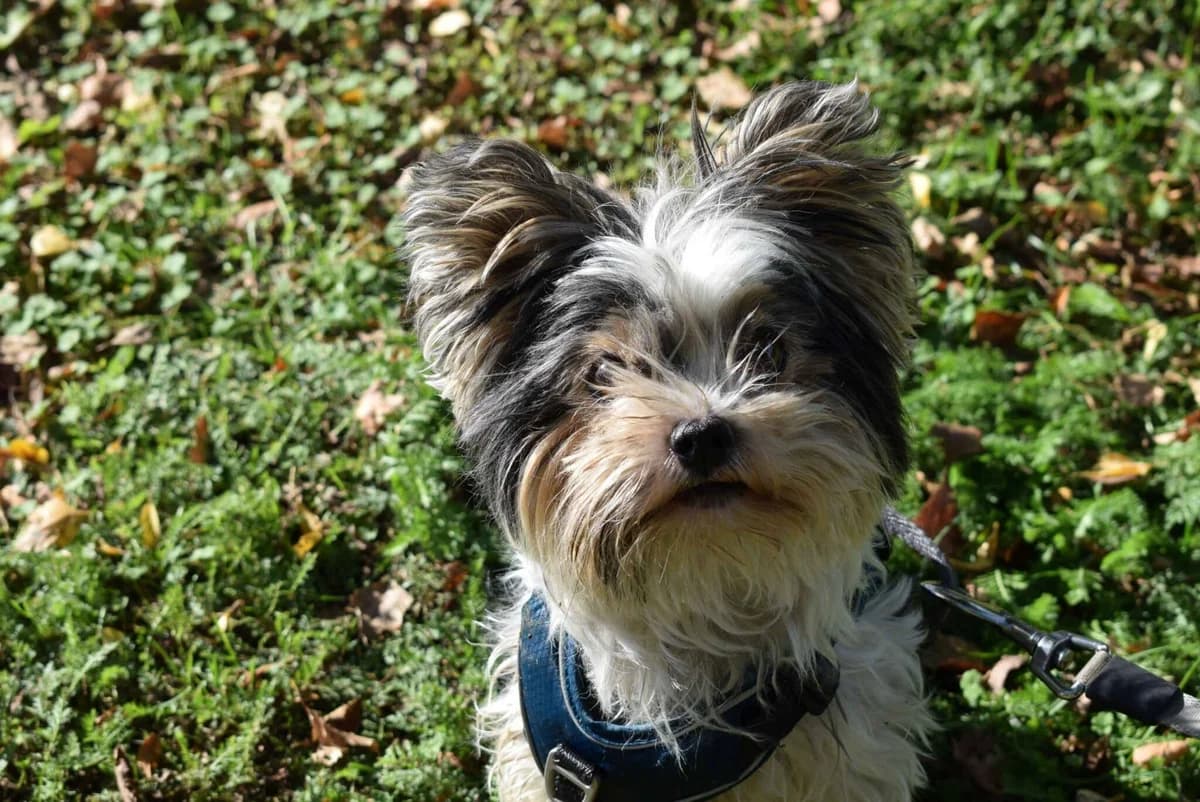 Sissi, 3- färbig female senior Yorkshire Terrier for adoption at Kärntner Tierschutzverein Villach, Villach