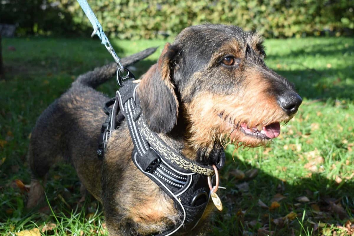 Primo, saufarben male 6yo Dachshund for adoption at Kärntner Tierschutzverein Villach, Villach