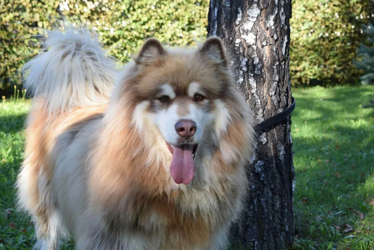Winnie, braun-weiß male young Alaskan Malamute for adoption at Kärntner Tierschutzverein Villach, Villach