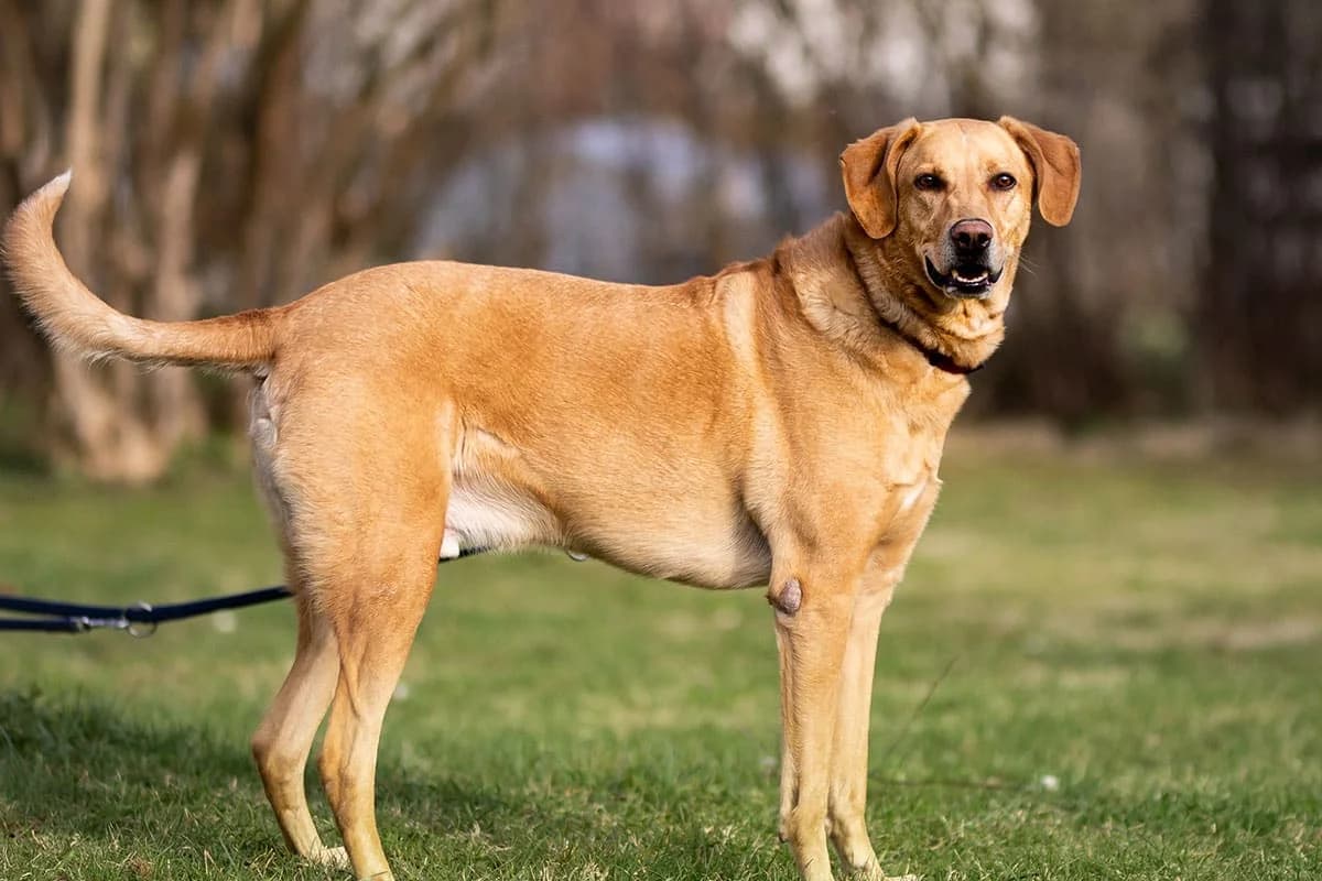 Boomer, semmelbraun male senior Mixed Breed for adoption at Kärntner Tierschutzverein Villach, Villach