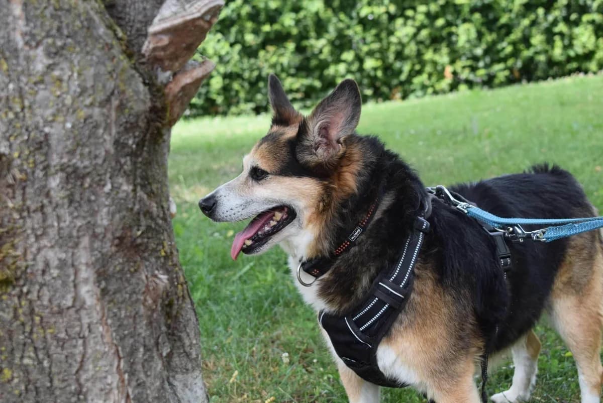 Memo, weiß-schwarz-braun male senior Mixed Breed for adoption at Kärntner Tierschutzverein Villach, Villach