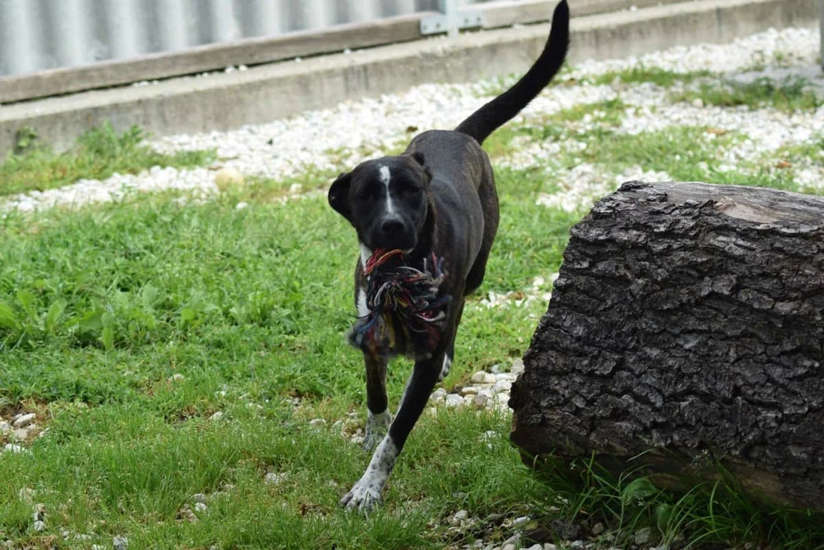 Olga, gestromt-braun female 5yo Mixed Breed for adoption at Kärntner Tierschutzverein Villach, Villach