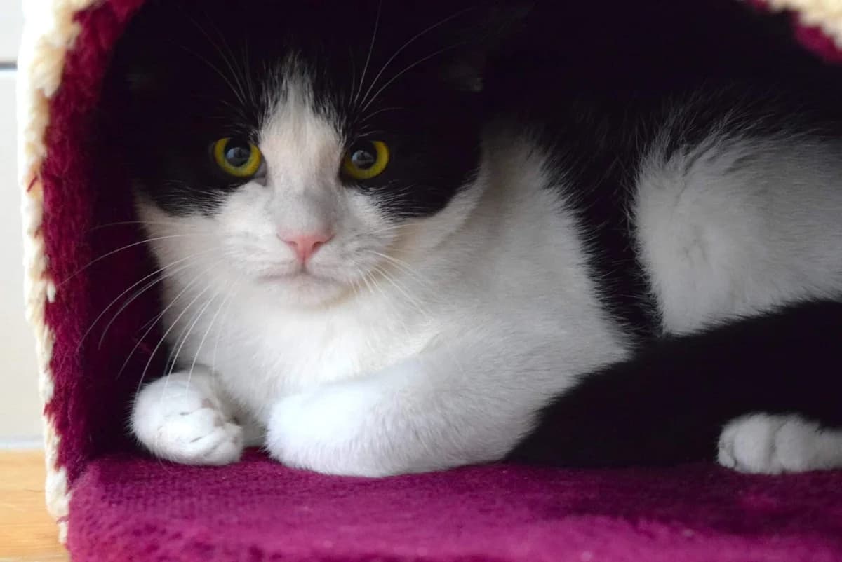 Kimba& Lui, male mixed breed for adoption at Kärntner Tierschutzverein Villach, Villach