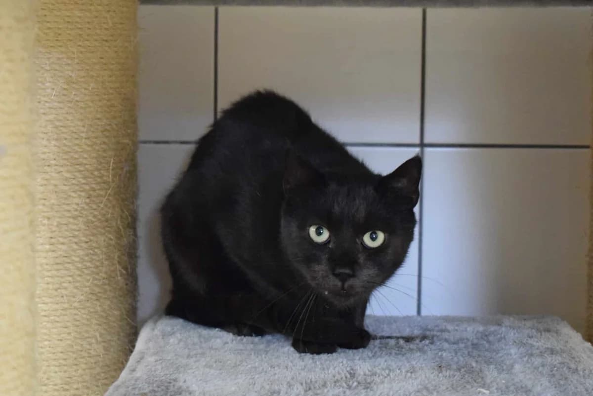 Cat Stevens, schwarz male senior mixed breed for adoption at Kärntner Tierschutzverein Villach, Villach