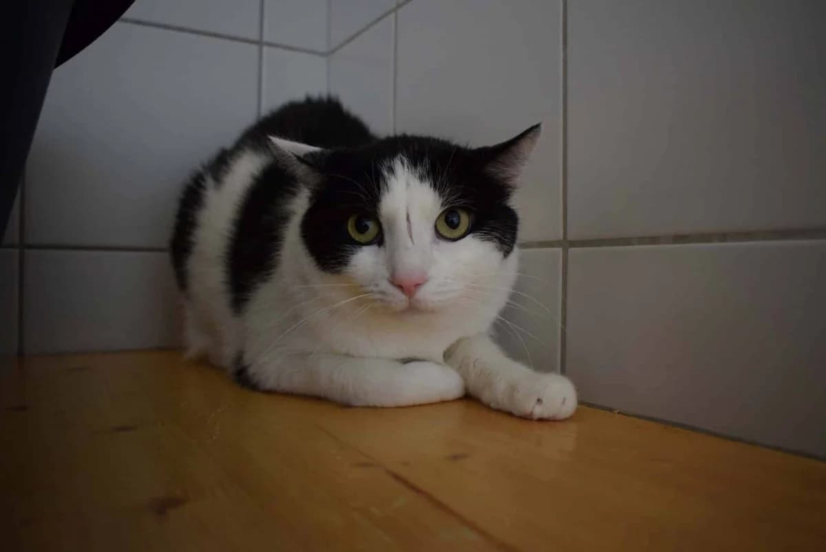 Snoopy und Sina, schwarz-weiß male 5yo mixed breed for adoption at Kärntner Tierschutzverein Villach, Villach