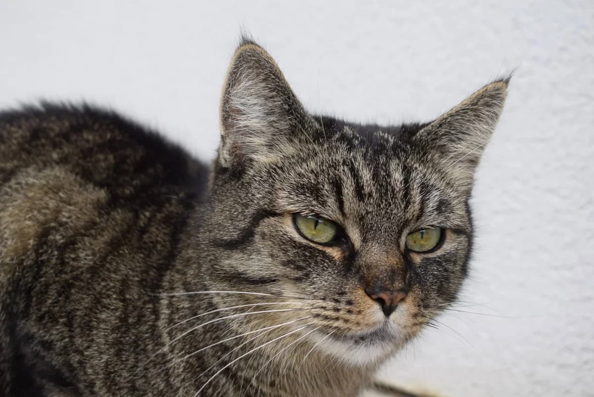 Saskia, braun- getigert female 4yo mixed breed for adoption at Kärntner Tierschutzverein Villach, Villach