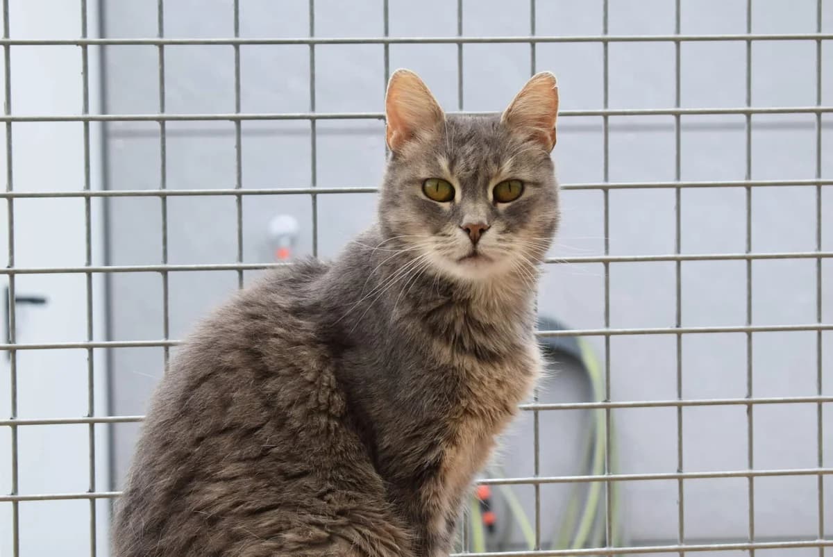 Schnurri, grau getigert female senior mixed breed for adoption at Kärntner Tierschutzverein Villach, Villach