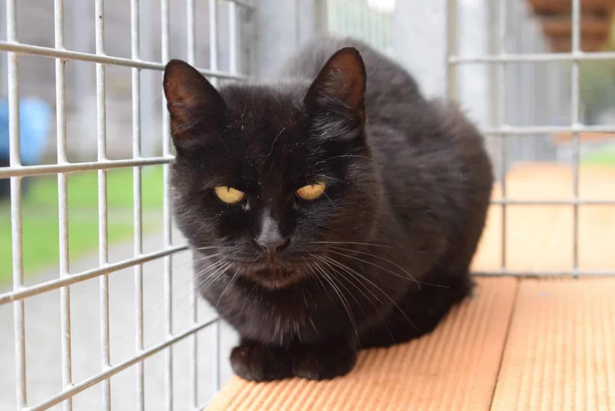 Katzi, schwarz female senior mixed breed for adoption at Kärntner Tierschutzverein Villach, Villach