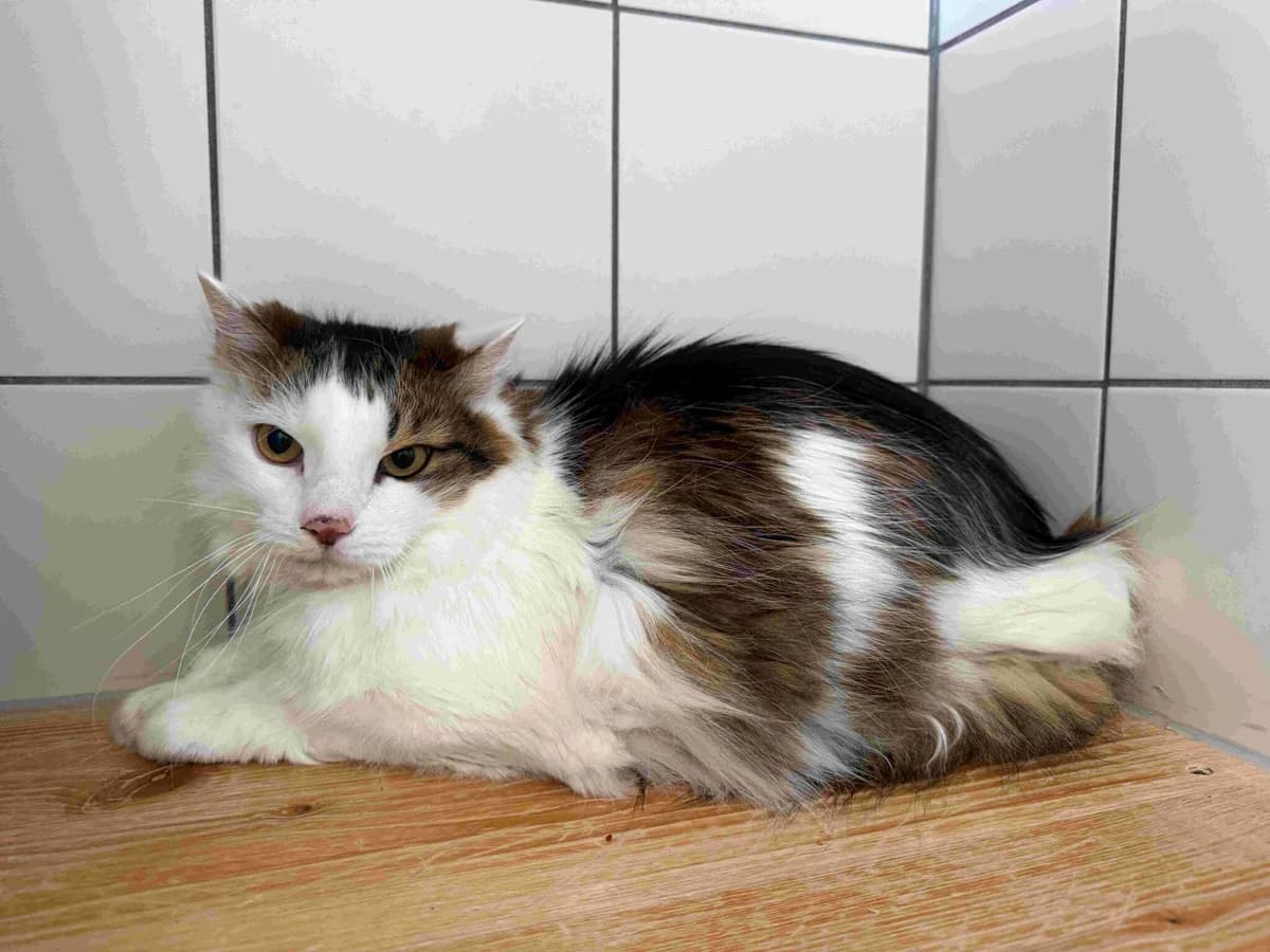 Skipper und Simba, mixed breed for adoption at Kärntner Tierschutzverein Villach, Villach