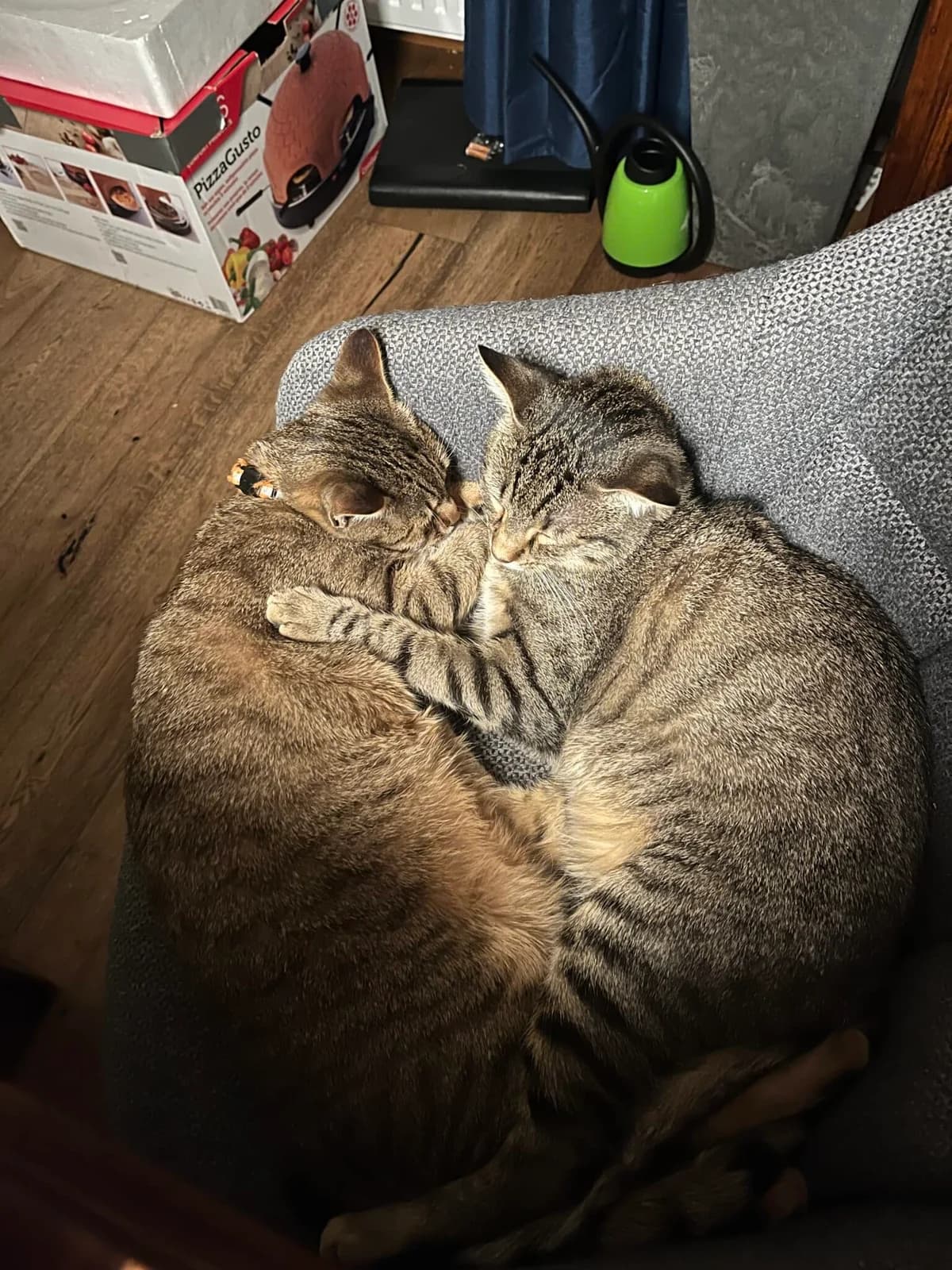 Ich suche meinen Bruder!, Mixed Breed for adoption at Kärntner Tierschutzverein Villach, Villach
