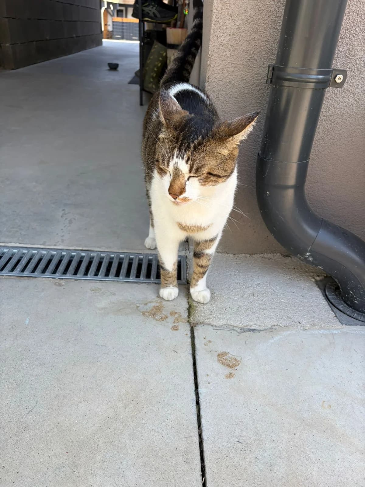 Katze zugelaufen, Mixed Breed for adoption at Kärntner Tierschutzverein Villach, Villach