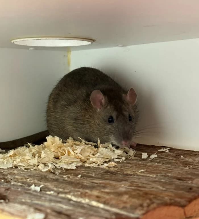 Nelani, agouti female young mixed breed for adoption at Tierheim Wels, Wels