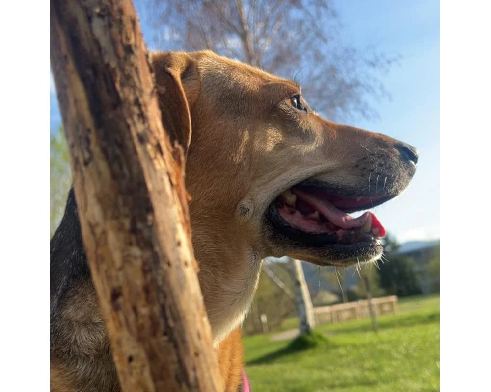 PRIVAT DRINGEND ZUHAUSE GESUCHT!0677/64328347, female 7yo Mixed Breed for adoption at Tierschutzverein Wiener Neustadt, Neustadt