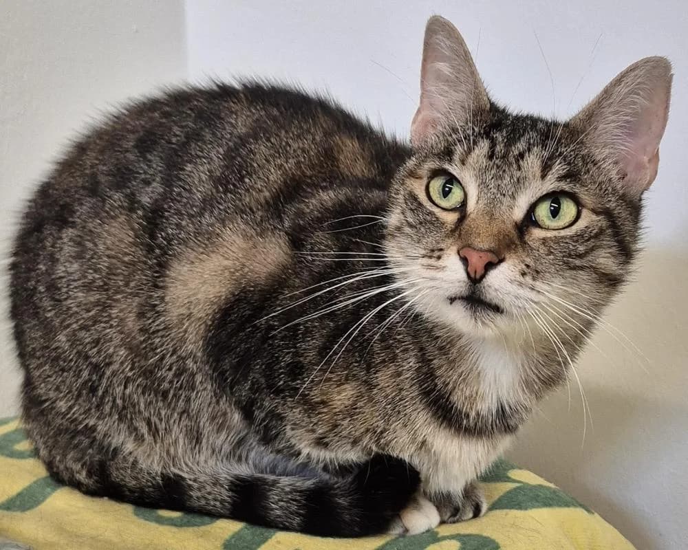 Sophie, female senior European Shorthair for adoption at Tierschutzverein Wiener Neustadt, Neustadt