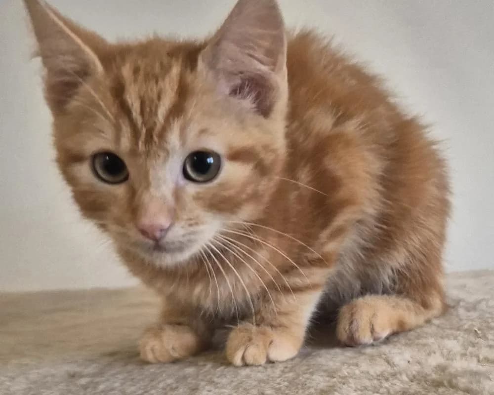 KüRbis, male European Shorthair for adoption at Tierschutzverein Wiener Neustadt, Neustadt