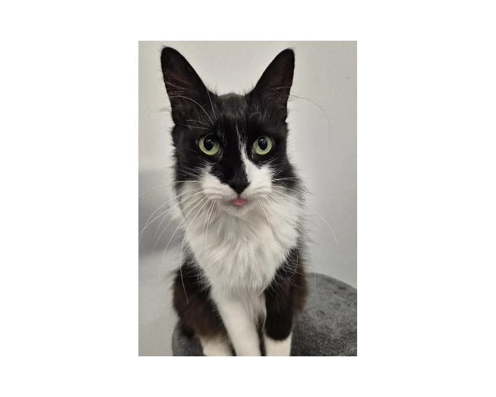 Cleo, female senior European Shorthair for adoption at Tierschutzverein Wiener Neustadt, Neustadt