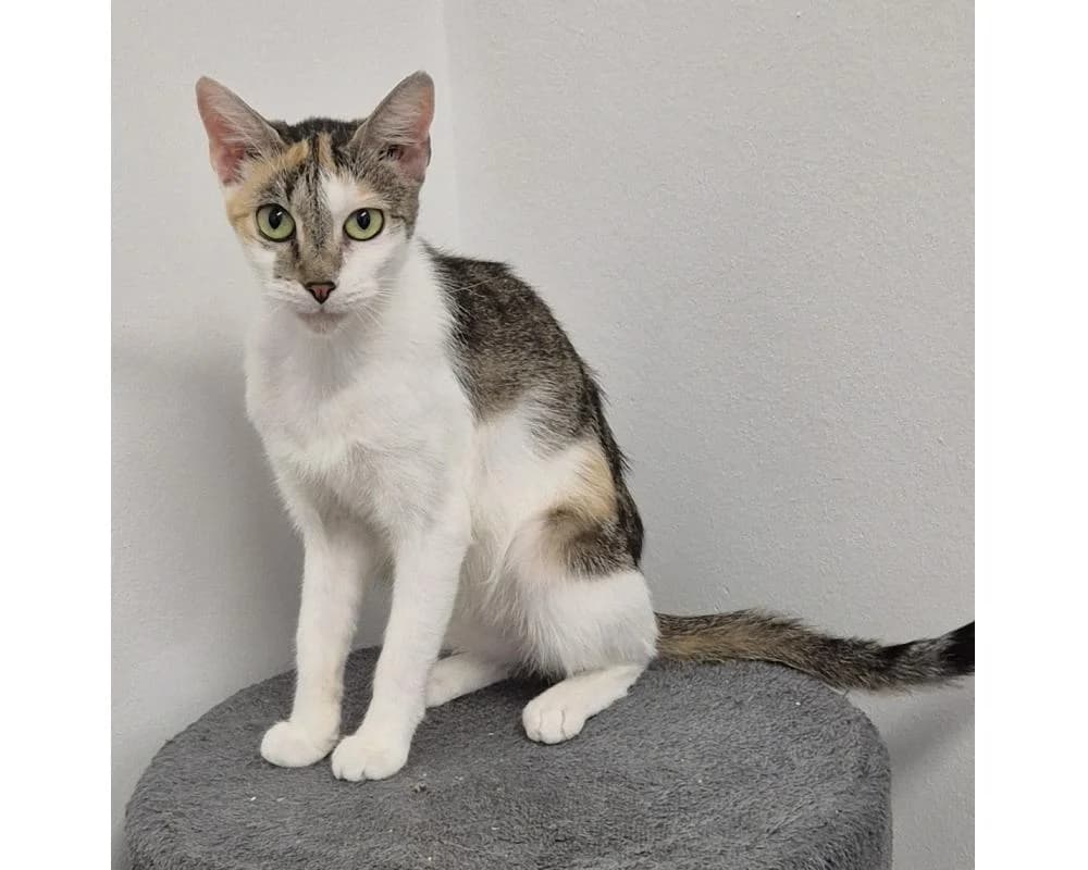 Pringles, female senior European Shorthair for adoption at Tierschutzverein Wiener Neustadt, Neustadt