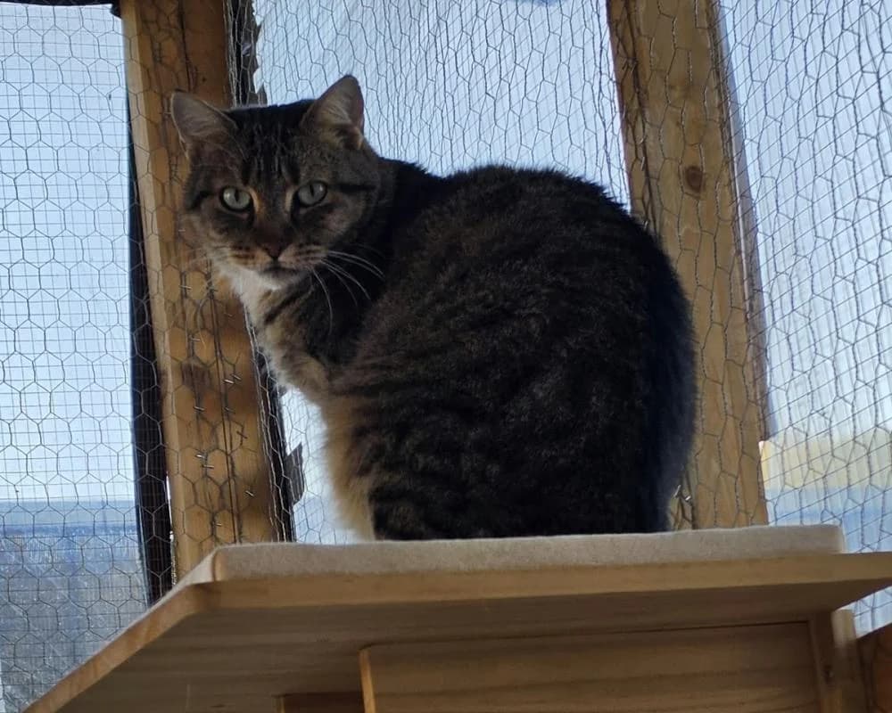 PRIVAT DRINGEND ZUHAUSE GESUCHT!06801519004, male 6yo European Shorthair for adoption at Tierschutzverein Wiener Neustadt, Neustadt