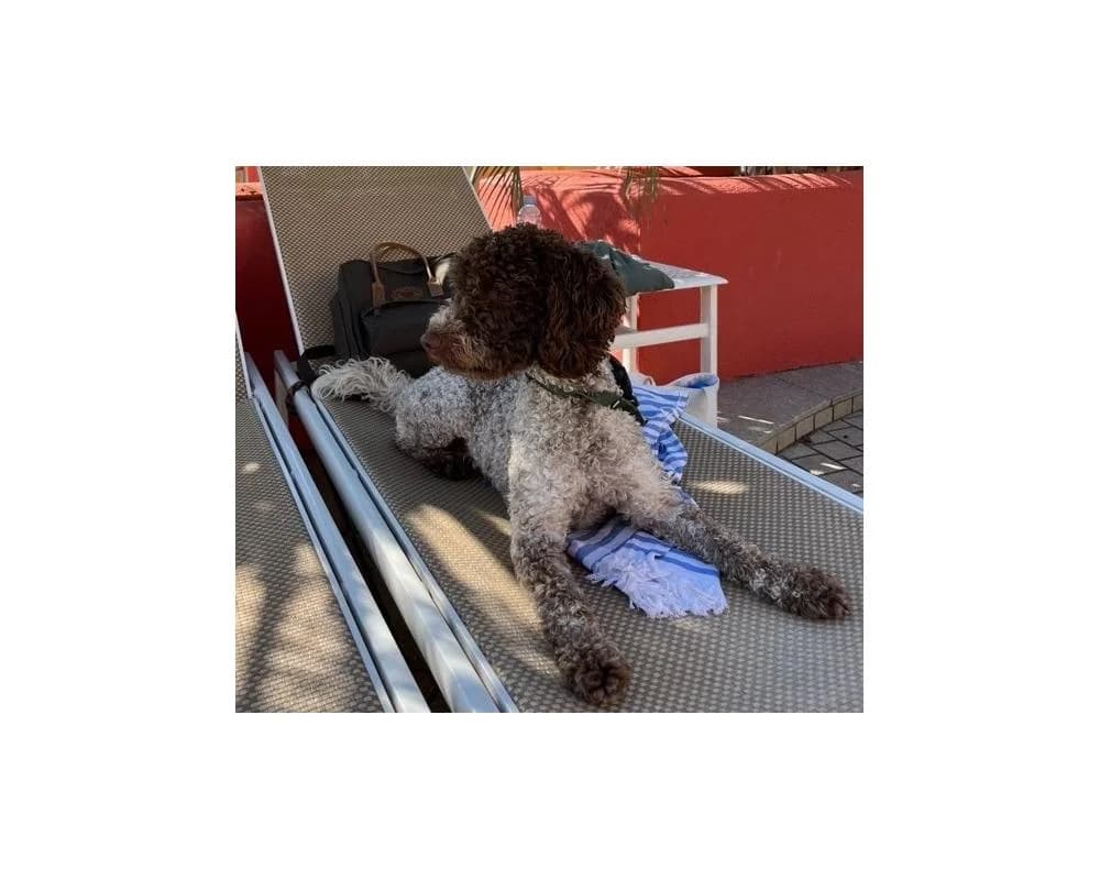 PRIVAT ZUHAUSE GESUCHT! neumann.marietherese@outlook.com, female 4yo Mixed Breed for adoption at Tierschutzverein Wiener Neustadt, Neustadt