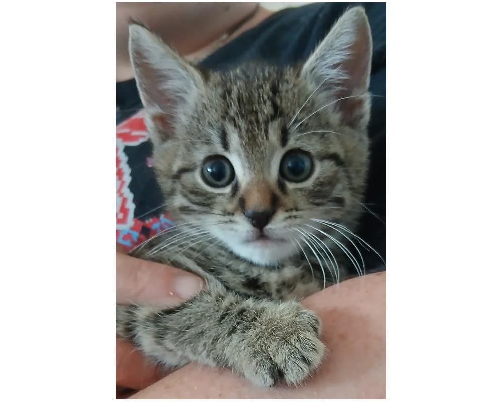 Hazel, female European Shorthair for adoption at Tierschutzverein Wiener Neustadt, Neustadt