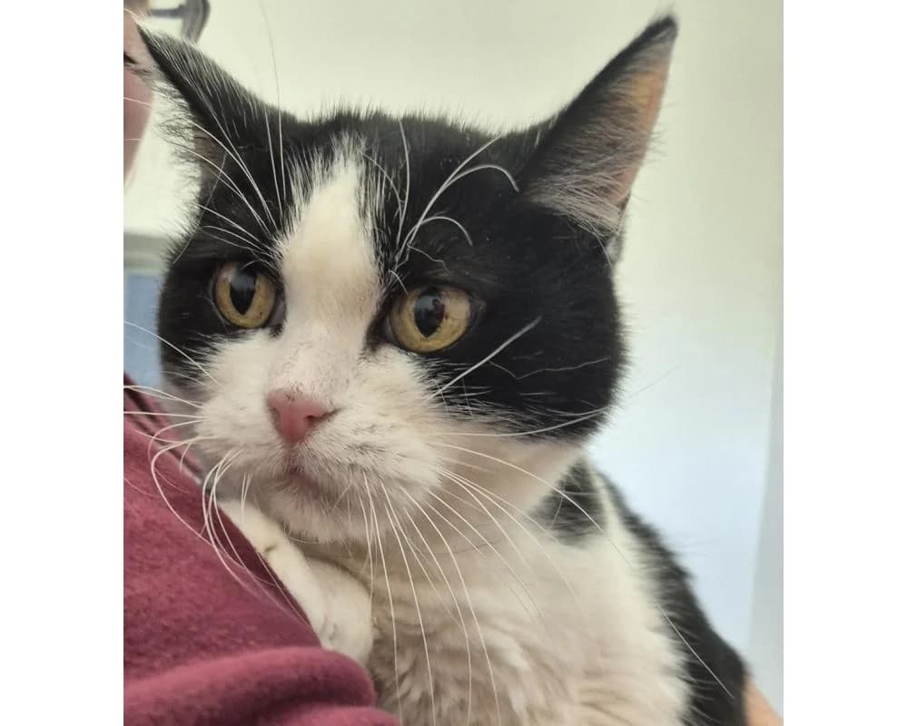 Mercedes, female senior European Shorthair for adoption at Tierschutzverein Wiener Neustadt, Neustadt