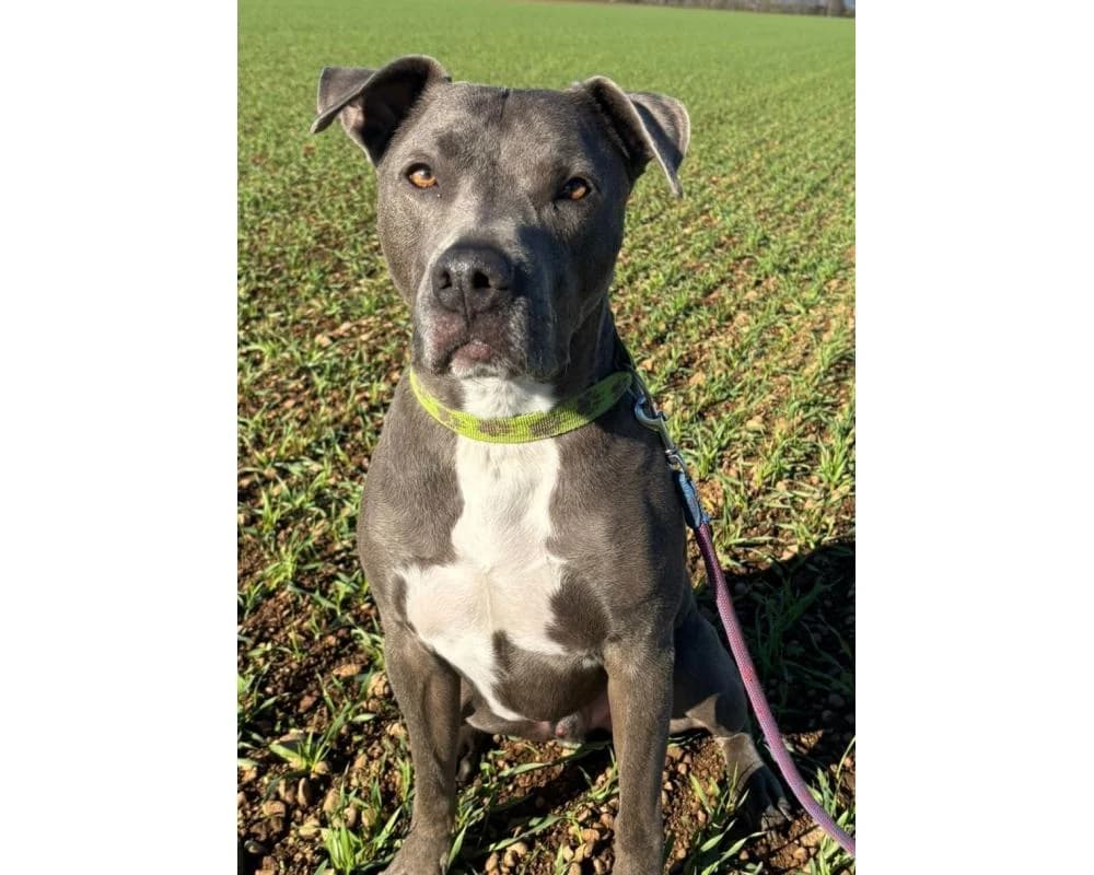 Mexx, male 5yo Staffordshire Bull Terrier for adoption at Tierschutzverein Wiener Neustadt, Neustadt