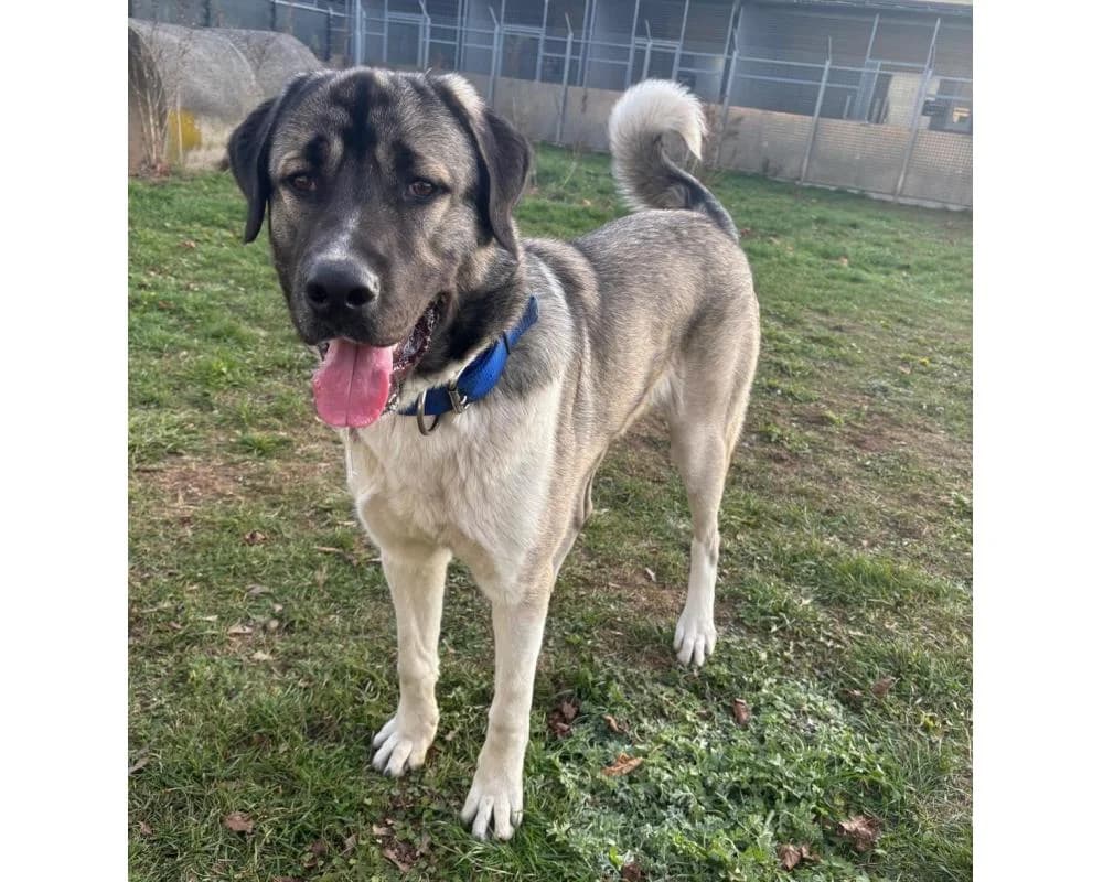 Johnny, male young Kangal for adoption at Tierschutzverein Wiener Neustadt, Neustadt