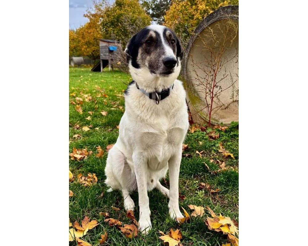 Ivar, male mixed breed for adoption at Tierschutzverein Wiener Neustadt, Neustadt