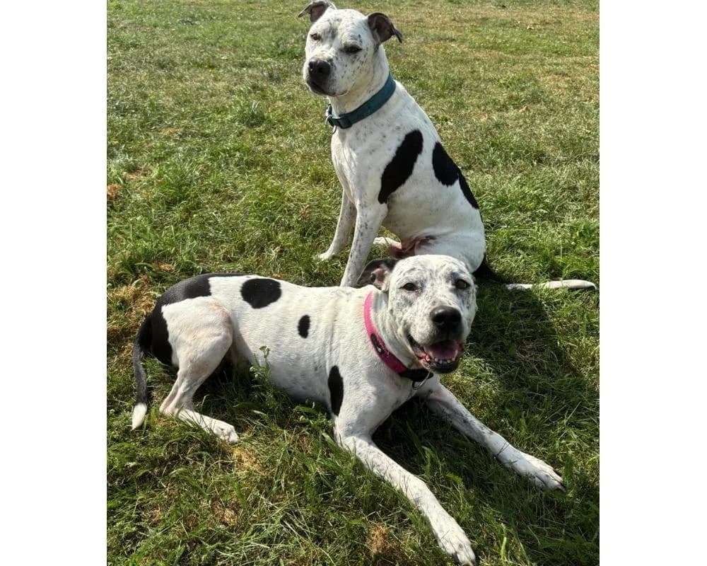 Akira & Spikey, English Bulldog for adoption at Tierschutzverein Wiener Neustadt, Neustadt