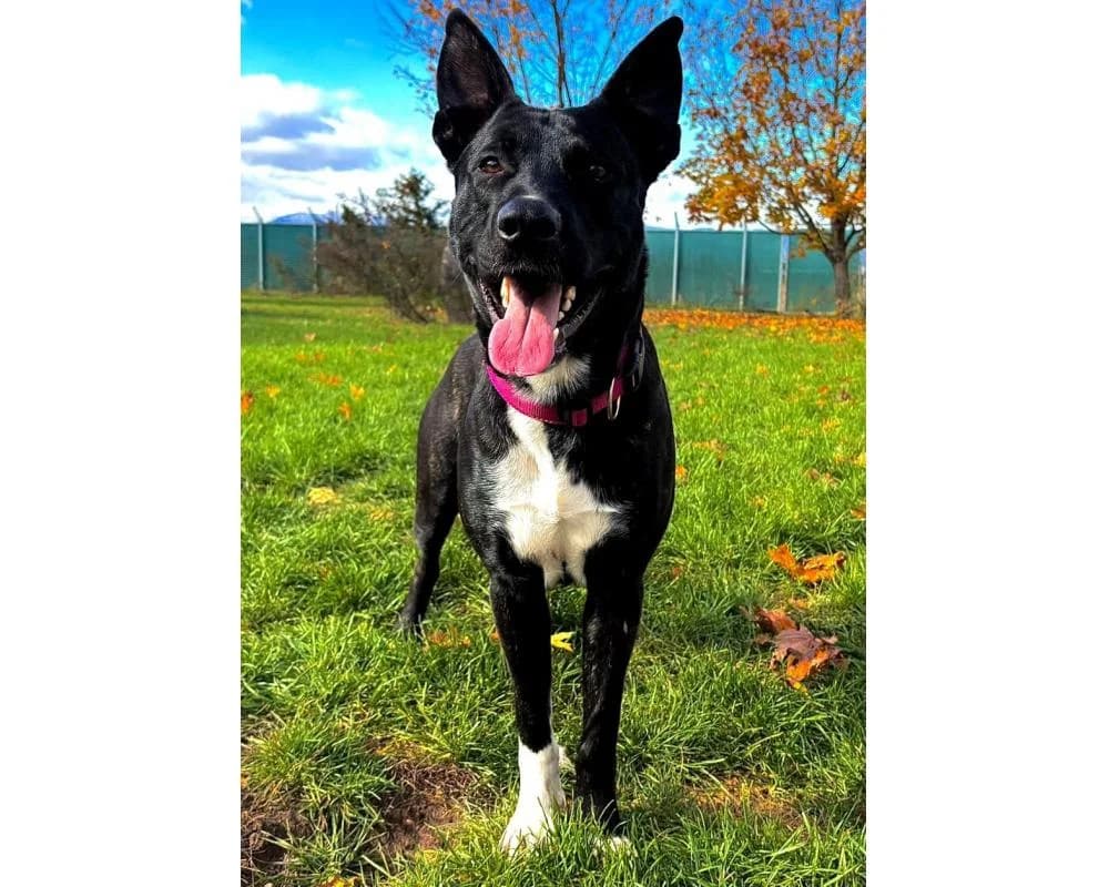 Olaf, male mixed breed for adoption at Tierschutzverein Wiener Neustadt, Neustadt